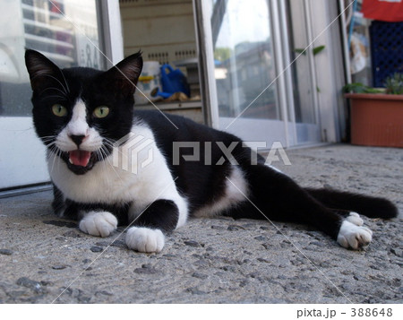 温泉地のねこ 温泉地のねこ 388648