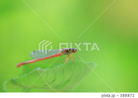 ベニイトトンボ ベニイトトンボ 388872