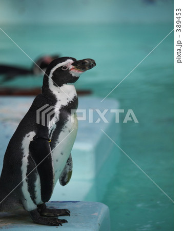 フンボルトペンギン フンボルトペンギン 389453