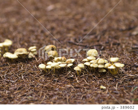 キノコ キノコ 389602