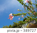ピンクハイビスカス 389727