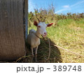 めぇ～ 389748