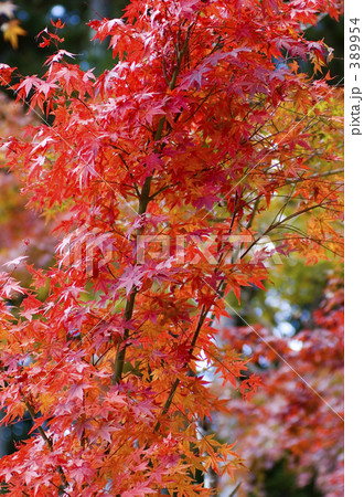 高野山紅葉 389954