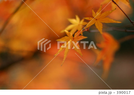 もみじ 390017