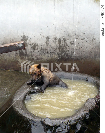 水浴びするヒグマ 水浴びするヒグマ 390274