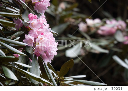 しゃくなげの花 390314