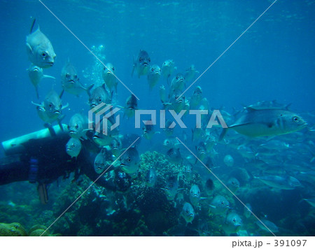 ギンガメアジ 391097