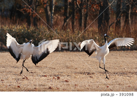 タンチョウ 391098