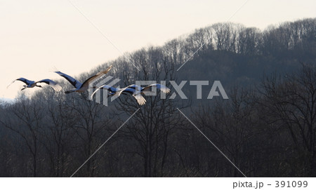 タンチョウ 391099