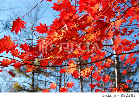 紅葉 392285