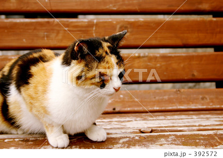 ベンチで一休みにゃ〜 ベンチで一休みにゃ〜 392572