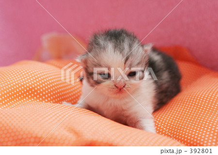 子猫の写真 392801