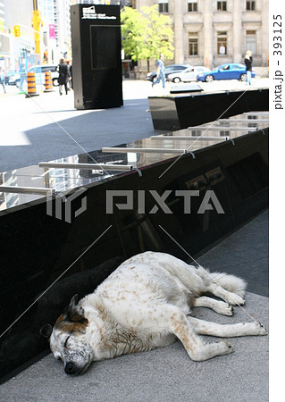 のら犬 のら犬 393125