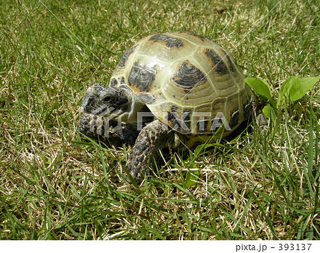 モモちゃん モモちゃん 393137