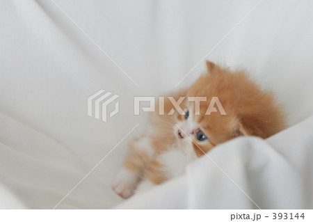 子猫の写真 393144
