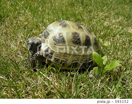 モモちゃん モモちゃん 393152