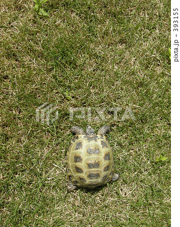 モモちゃん モモちゃん 393155