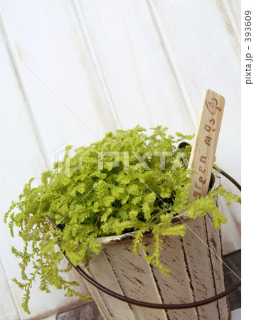 green mos green mos 393609