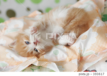 子猫の写真 子猫の写真 393617