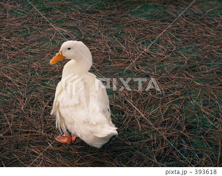 あひる あひる 393618