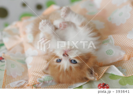子猫の写真 393641