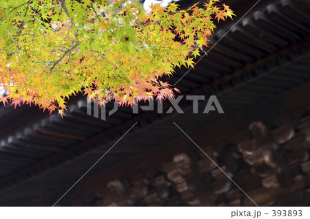 紅葉の南禅寺三門 紅葉の南禅寺三門 393893
