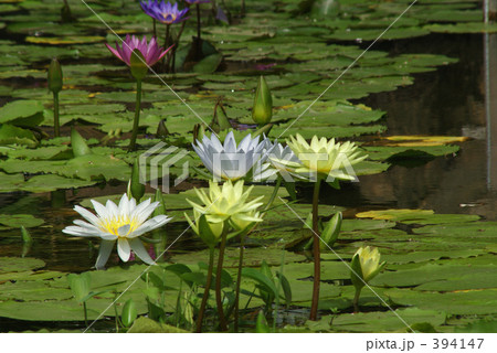 スイレンの花 スイレンの花 394147