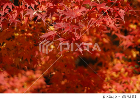 紅葉 紅葉 394281