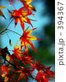 紅葉 394367