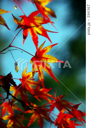 紅葉 394367