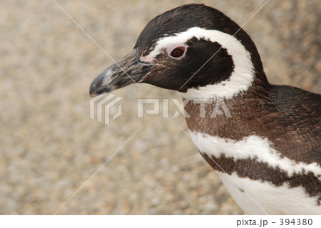 ペンギン 394380
