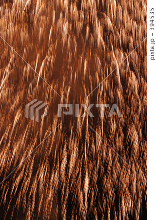 花火 花火 394535