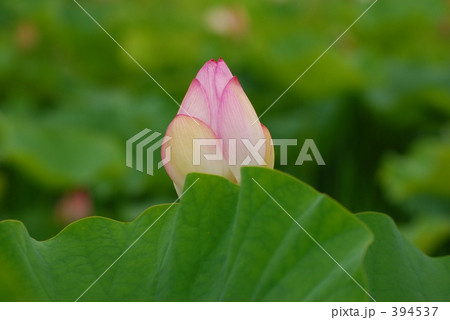 蓮 394537