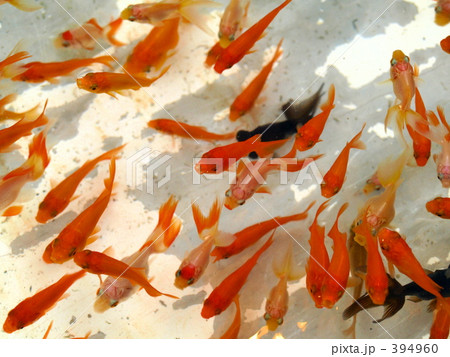 金魚 金魚 394960