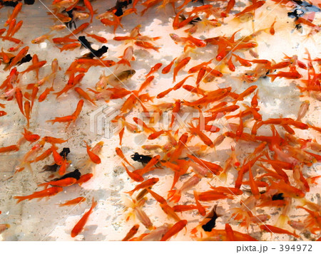 金魚 394972