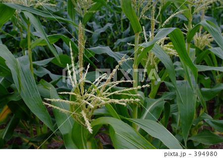 とうもろこし畑 とうもろこし畑 394980