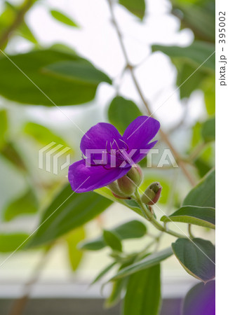 紫紺野牡丹 395002