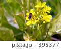 菜の花と蜂 395377