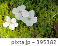 桜とコケ 395382