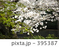 桜 395387
