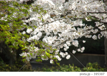 桜 395387