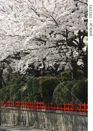神社と桜 395393