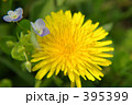 タンポポ 395399