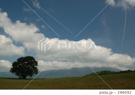 一本桜の夏 一本桜の夏 396092