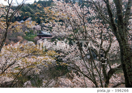 桜と如意輪寺 桜と如意輪寺 396266
