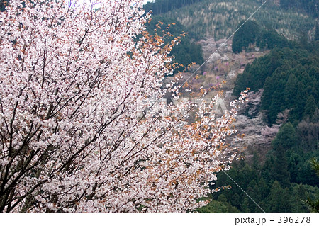 山桜 396278