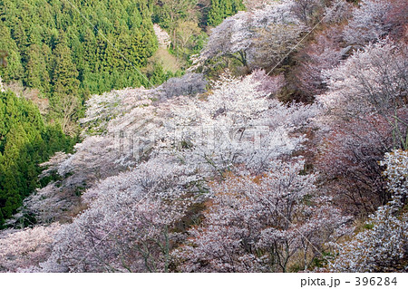 さくら春日和 さくら春日和 396284