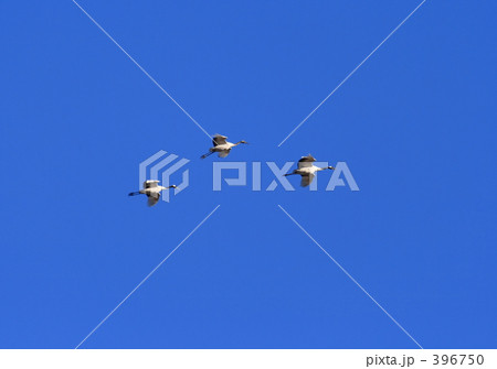 タンチョウ 396750