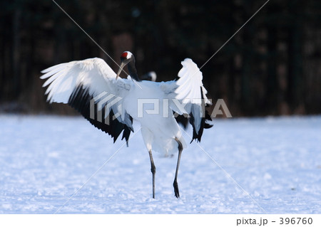 タンチョウ 396760