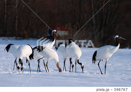 タンチョウ 396767
